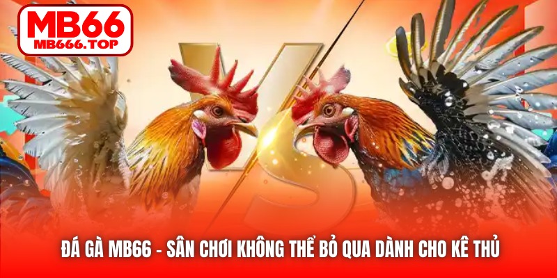 Đá Gà MB66 - sân chơi không thể bỏ qua dành cho kê thủ