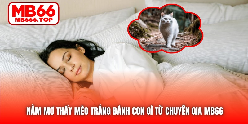 Nằm mơ thấy mèo trắng đánh con gì từ chuyên gia MB66