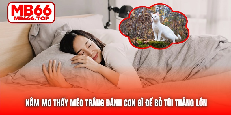 Nằm Mơ Thấy Mèo Trắng Đánh Con Gì Để Bỏ Túi Tiền Thưởng?